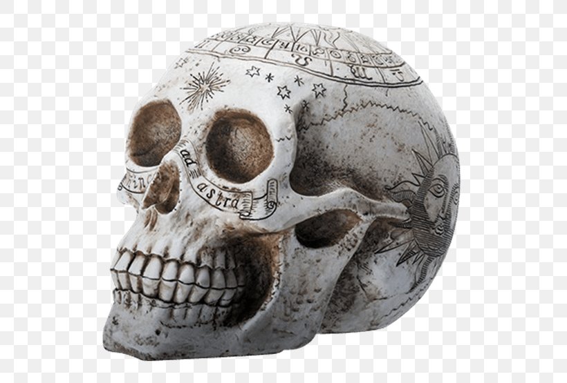 Skull Resin Casting Skeleton Alchemy, PNG, 555x555px, Skull, Alchemy, Astrological Symbols, Bone, Color Download Free