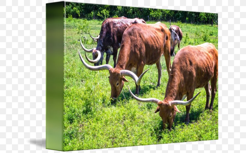 Texas Longhorn English Longhorn Grazing Pasture Ox, PNG, 650x509px, Texas Longhorn, Animal, Cattle, Cattle Like Mammal, Cow Goat Family Download Free