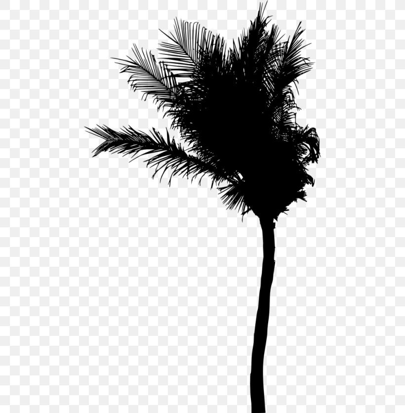 Asian Palmyra Palm Silhouette Arecaceae, PNG, 480x836px, Asian Palmyra Palm, Arecaceae, Arecales, Black And White, Borassus Flabellifer Download Free