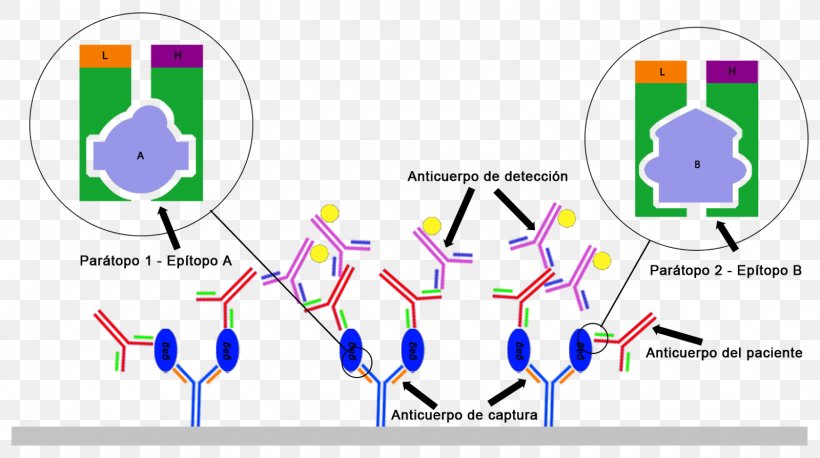 ELISA Western Blot Antibody Diagnosis Of HIV/AIDS, PNG, 1600x894px, Elisa, Antibody, Antigen, Area, Blot Download Free