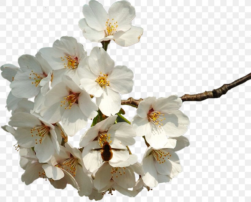 Flower Spring Petal Cherry Blossom, PNG, 1200x964px, Flower, Blossom, Branch, Cherry Blossom, Petal Download Free