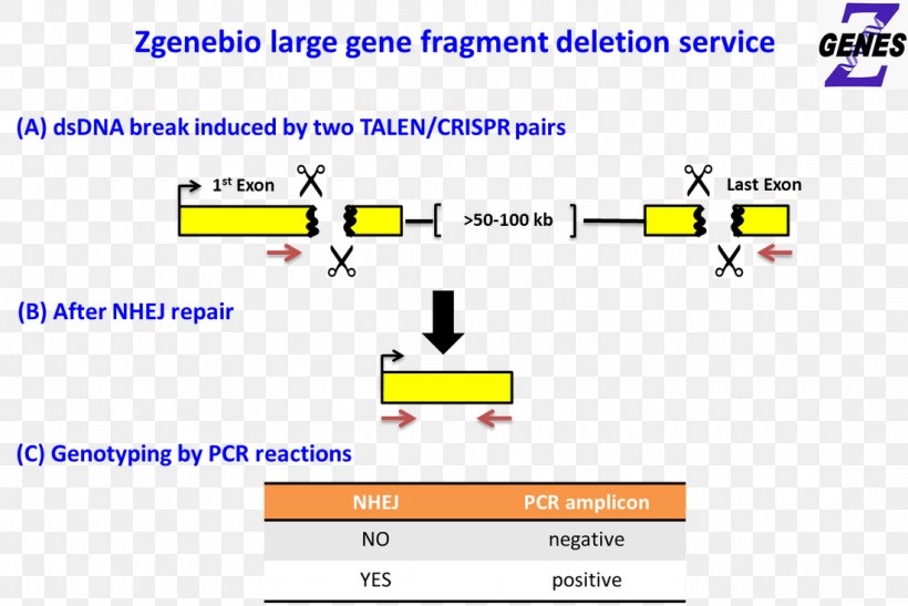 Gene Knockout Web Page Transcription Activator-like Effector Nuclease, PNG, 1100x735px, Gene Knockout, Area, Brand, Computer Program, Deletion Download Free