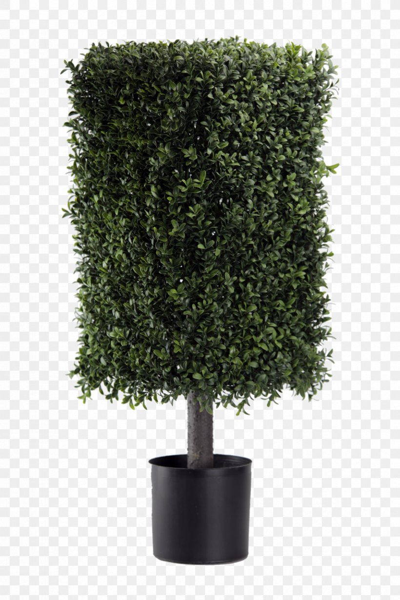 Tree Topiary Evergreen Buxus Sempervirens Shrub, PNG, 853x1280px, Tree, Box, Buxus Sempervirens, Design Toscano, Evergreen Download Free
