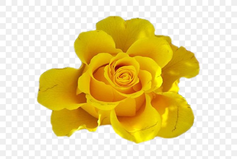Yellow Cut Flowers Rose Blue, PNG, 700x550px, Yellow, Animation, Blue, Blue Rose, Color Download Free