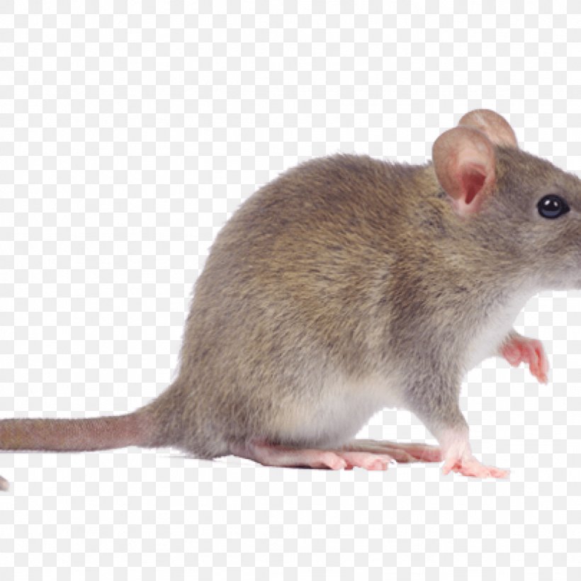 Rodent Mouse Rat Pest Control Cockroach, PNG, 1024x1024px, Rodent, Bank Vole, Bed Bug, Cockroach, Dormouse Download Free