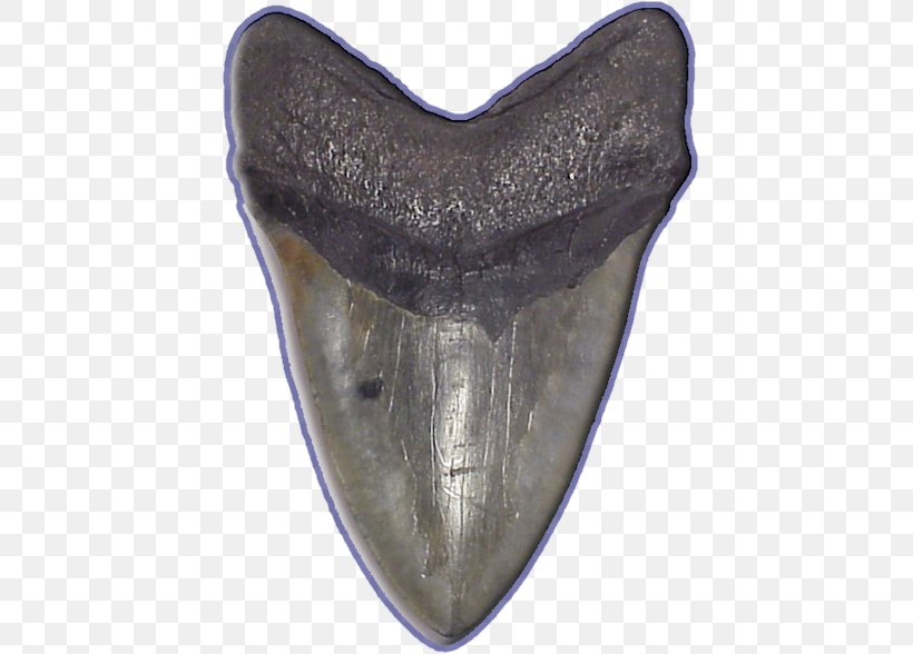 Shark Tooth Megalodon Fossil, PNG, 440x588px, Shark, Animal, Carcharodon, Fossil, Great White Shark Download Free