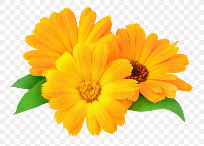 Calendula Officinalis Marigold Flower Oil Skin, PNG, 1000x717px, Calendula Officinalis, Annual Plant, Calendula, Calendula Ointment, Chamomile Download Free