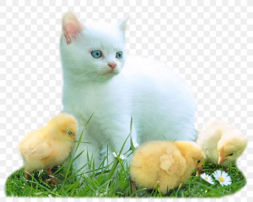 Desktop Wallpaper Kitten Download Cat, PNG, 1280x1024px, Kitten, Android, Beak, Carnivoran, Cat Download Free