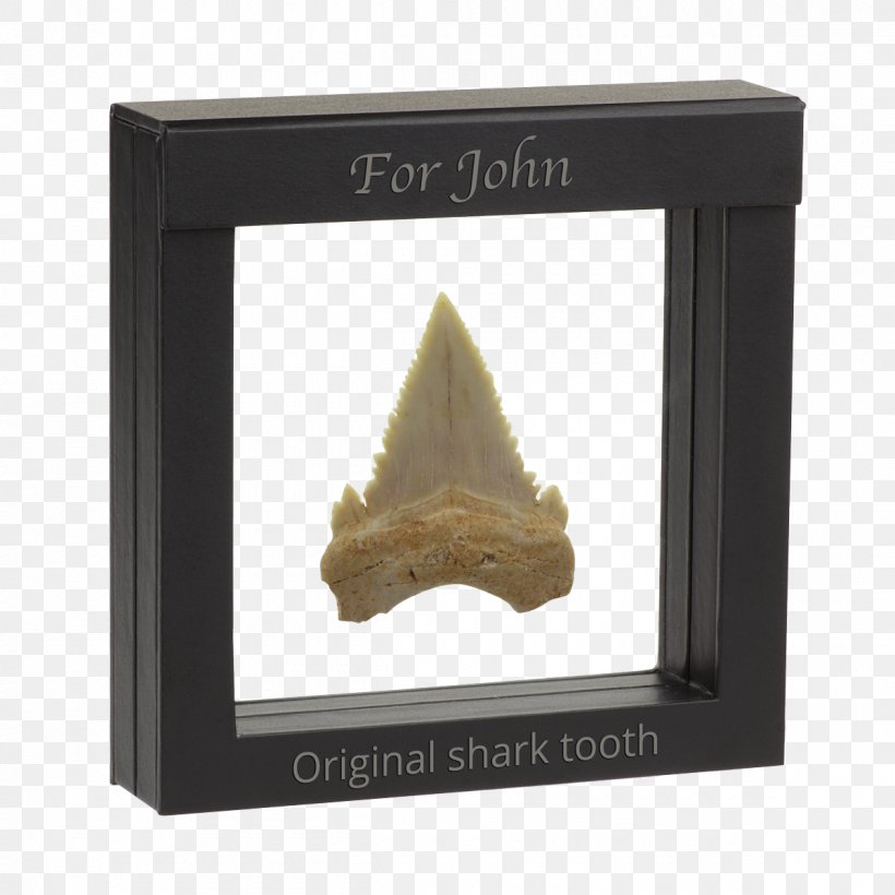 Fossil Shark Tooth Shark Tooth Picture Frames, PNG, 1200x1200px, Fossil, Dinosaur, Food, Germany, Gift Download Free