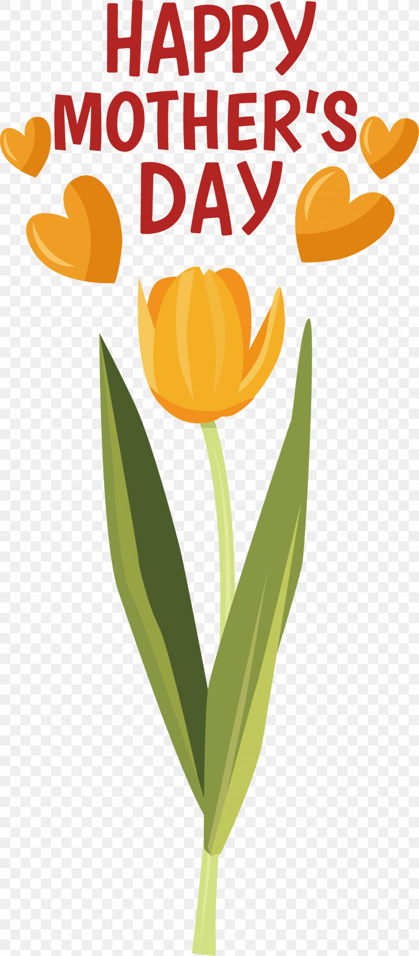 Plant Stem Cut Flowers Tulip Flower Text, PNG, 1367x3122px, Plant Stem, Biology, Cut Flowers, Flower, Fruit Download Free