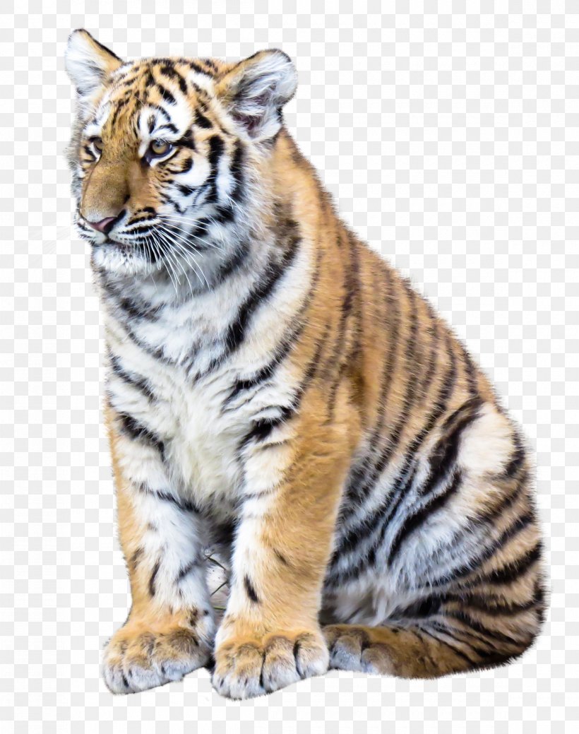 Tiger, PNG, 1160x1471px, Tiger, Big Cats, Carnivoran, Cat Like Mammal, Computer Software Download Free