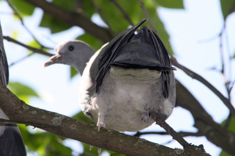 Bird Columbidae Domestic Pigeon Typical Pigeons Beak, PNG, 1200x800px, Bird, Askfm, Beak, Branch, Character Download Free