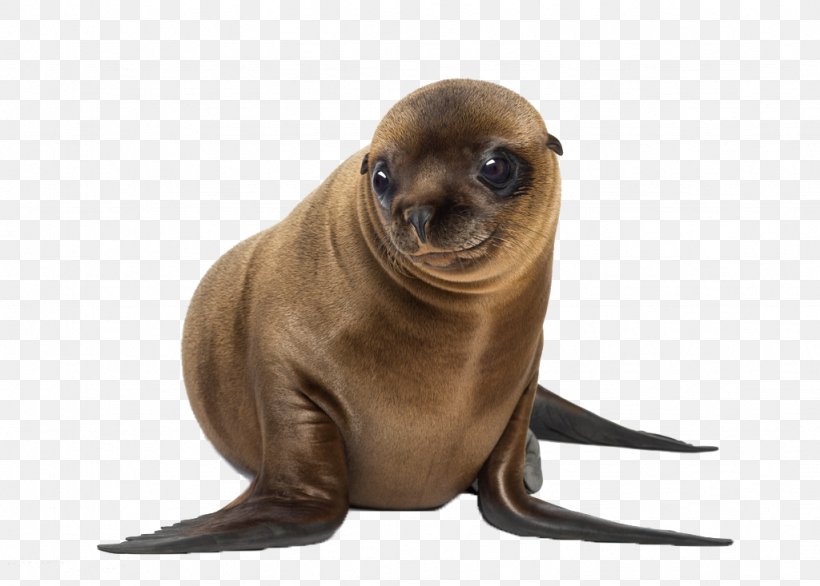 California Sea Lion Galxe1pagos Sea Lion UCLA Anderson School Of Management Japanese Sea Lion, PNG, 1024x733px, California Sea Lion, Chital, Eared Seal, Earless Seal, Fauna Download Free