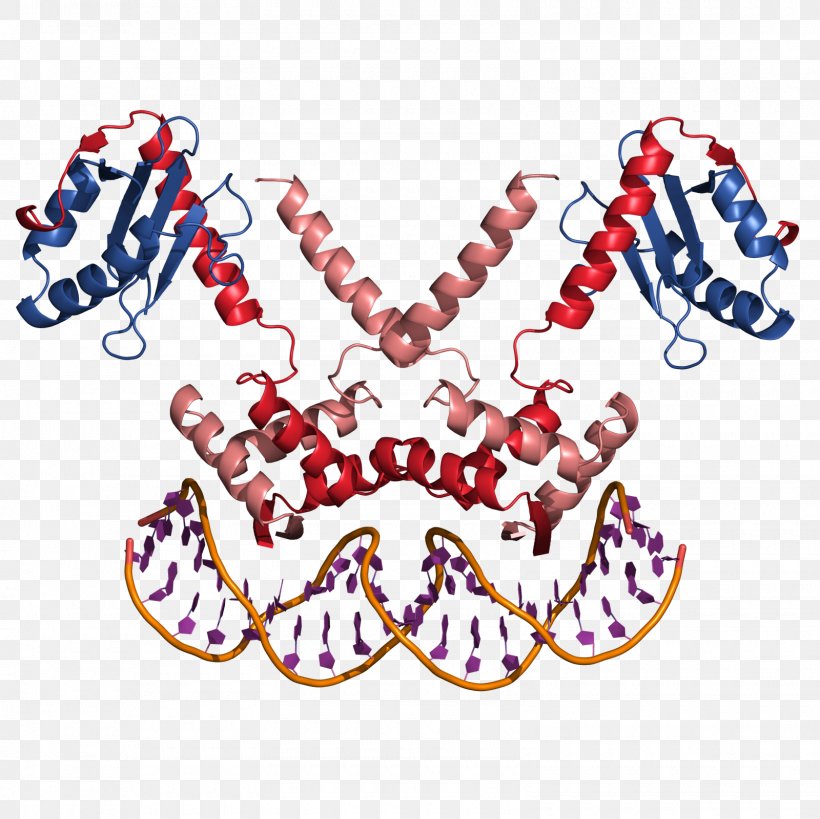 DNA Operator E. Coli Transcription Clip Art, PNG, 1600x1600px, Watercolor, Cartoon, Flower, Frame, Heart Download Free