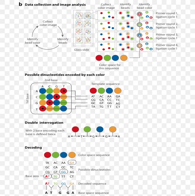 DNA Sequencing Whole Genome Sequencing Massive Parallel Sequencing, PNG, 684x827px, Watercolor, Cartoon, Flower, Frame, Heart Download Free