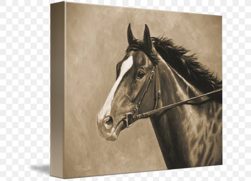 Thoroughbred American Paint Horse Appaloosa Stallion Painting, PNG, 650x593px, Watercolor, Cartoon, Flower, Frame, Heart Download Free