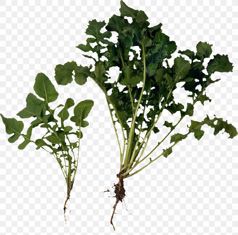 Arugula Vinaigrette Salad Herb Greens, PNG, 2024x1996px, Arugula, Branch, Condiment, Dish, Edible Flower Download Free