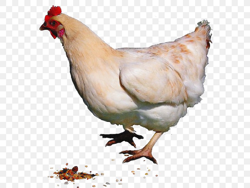 Chicken Bird Rooster Fowl Beak, PNG, 600x617px, Chicken, Beak, Bird, Comb, Fowl Download Free