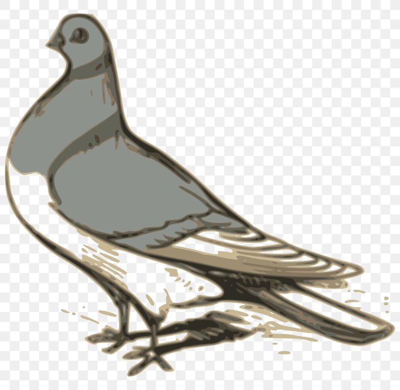 Columbidae English Carrier Pigeon Homing Pigeon Bird Clip Art, PNG, 800x800px, Columbidae, Animal, Beak, Bird, Domestic Pigeon Download Free