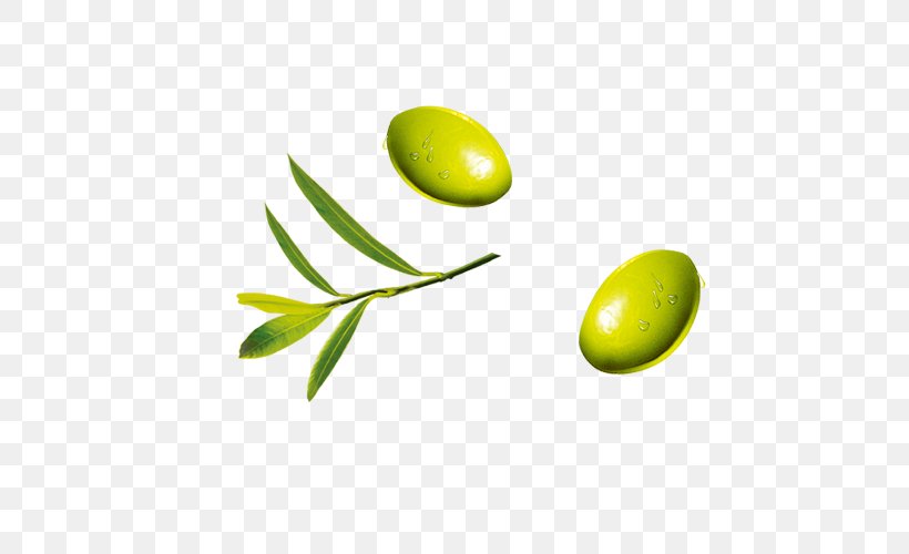 Fruit Olive, PNG, 600x500px, Olive, Auglis, Concepteur, Food, Fruit Download Free