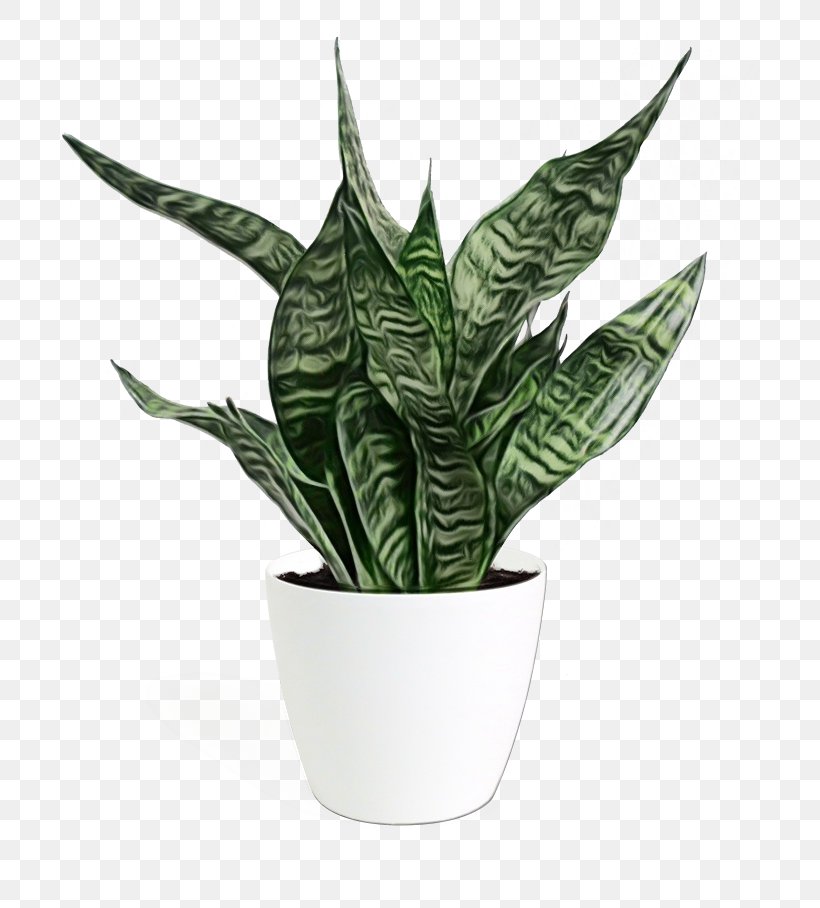 Houseplant Flowerpot Leaf Plant Flower, PNG, 700x908px, Watercolor, Aloe, Anthurium, Arrowroot Family, Flower Download Free