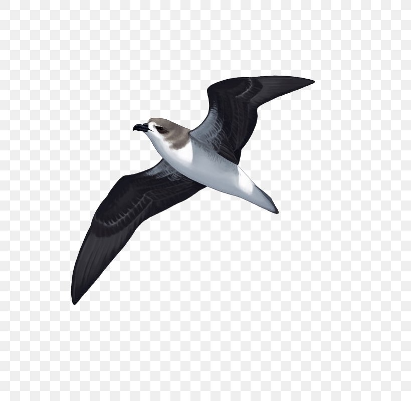 Seabird Costeiras Shorebirds Beak, PNG, 800x800px, Seabird, Beak, Bird, Charadriiformes, Deontay Wilder Download Free