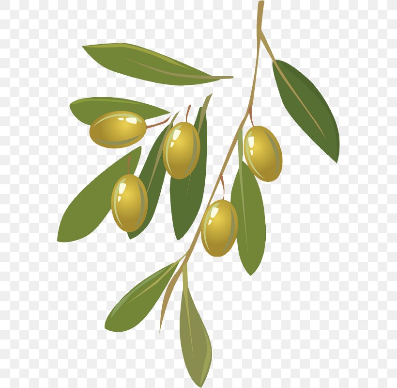 Wine Olive Oil, PNG, 585x800px, Wine, Branch, Food, Fruit, Fruit Wine Download Free
