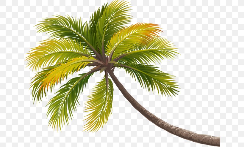 Coconut Tree Arecaceae, PNG, 658x495px, Coconut, Arecaceae, Arecales, Borassus Flabellifer, Date Palm Download Free