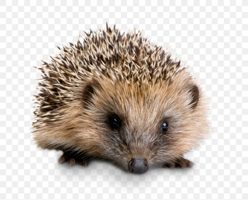 Four-toed Hedgehog Domesticated Hedgehog British Hedgehog Preservation Society Stock Photography Pet, PNG, 717x662px, Fourtoed Hedgehog, Animal, Atelerix, Domesticated Hedgehog, Echidna Download Free