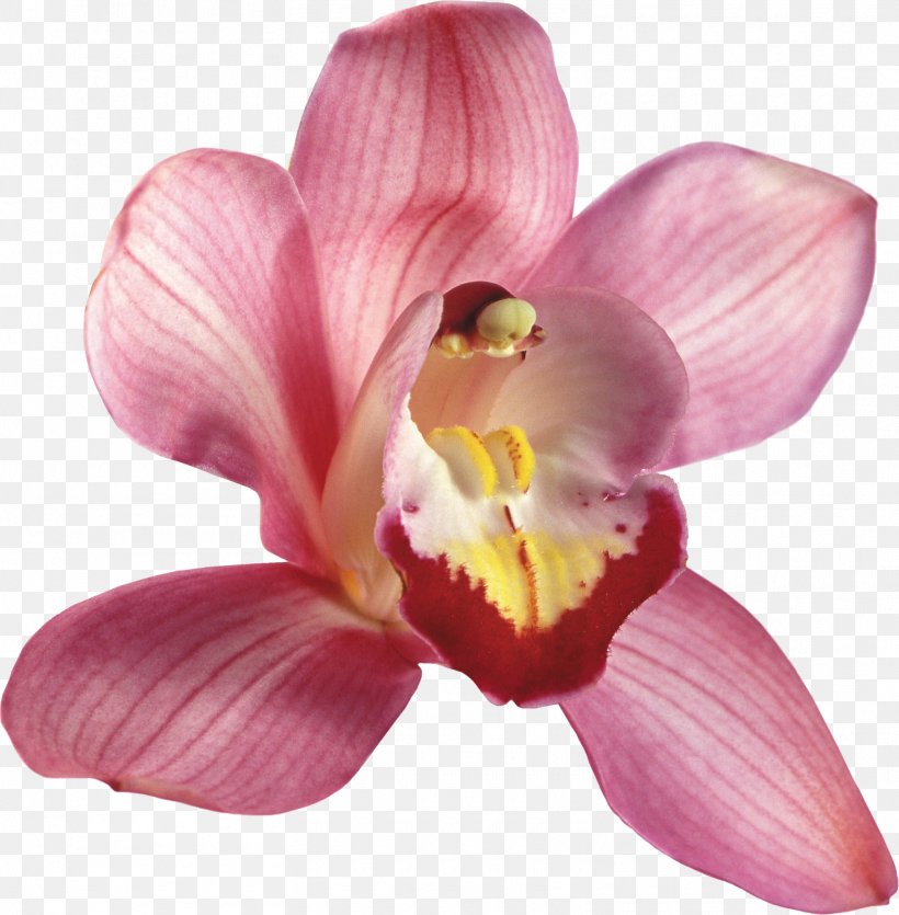 Orchids Flower Clip Art, PNG, 1570x1600px, Orchids, Cattleya, Cattleya Orchids, Cut Flowers, Drawing Download Free