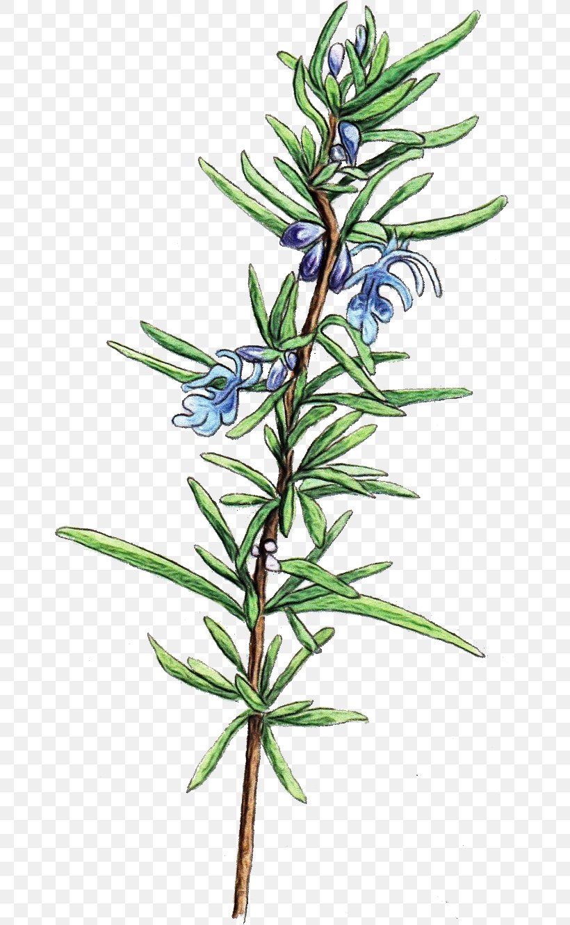 Rosemary, PNG, 663x1331px, Watercolor, Flower, Flowering Plant, Herb, Herbaceous Plant Download Free