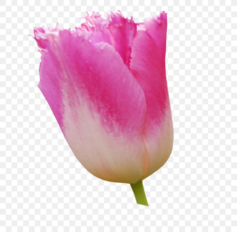Tulip Rose Family Pink M Petal, PNG, 701x800px, Tulip, Close Up, Closeup, Flower, Flowering Plant Download Free
