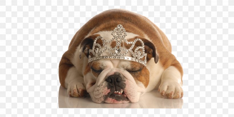 Bulldog Dog–cat Relationship Pug Puppy, PNG, 2551x1276px, Bulldog, Breed, Brindle White, British Bulldogs, Carnivoran Download Free