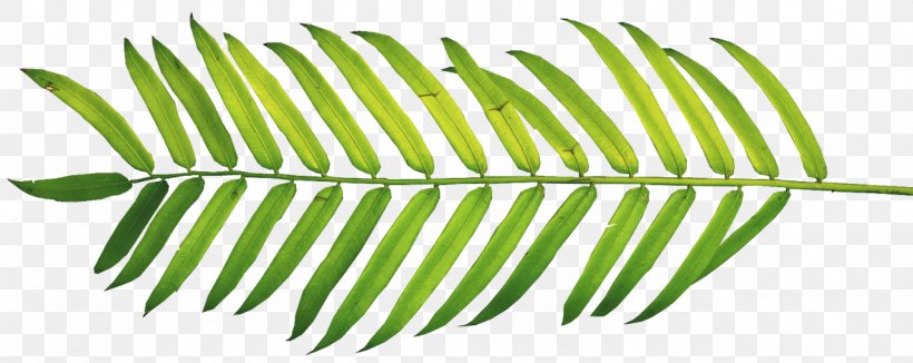 Clip Art Palm Branch Palm Trees Palm-leaf Manuscript, PNG, 1280x510px, Palm Branch, Asian Palmyra Palm, Easter, Frond, Holy Week Download Free