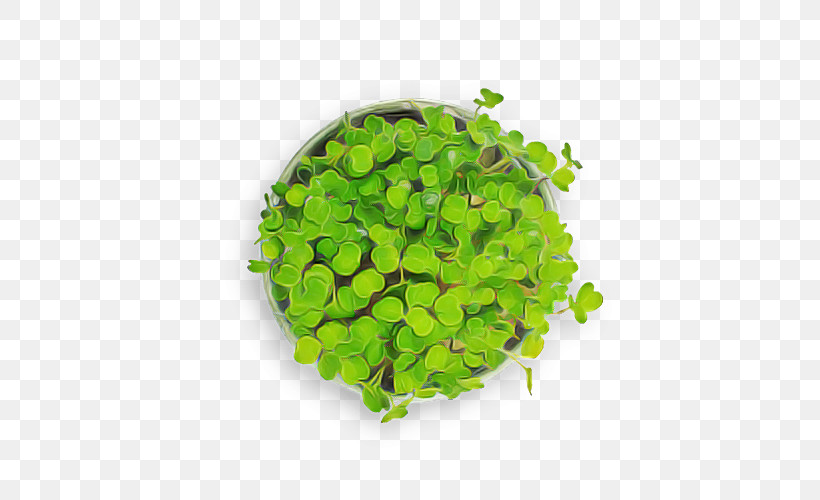 Leaf Vegetable Herb Vegetable, PNG, 500x500px, Leaf Vegetable, Herb, Vegetable Download Free