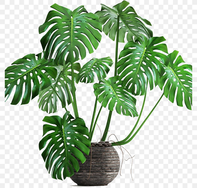 Swiss Cheese Plant Philodendron Bipinnatifidum Houseplant Autodesk 3ds Max, PNG, 780x780px, 3d Computer Graphics, 3d Modeling, Swiss Cheese Plant, Animation, Arecales Download Free