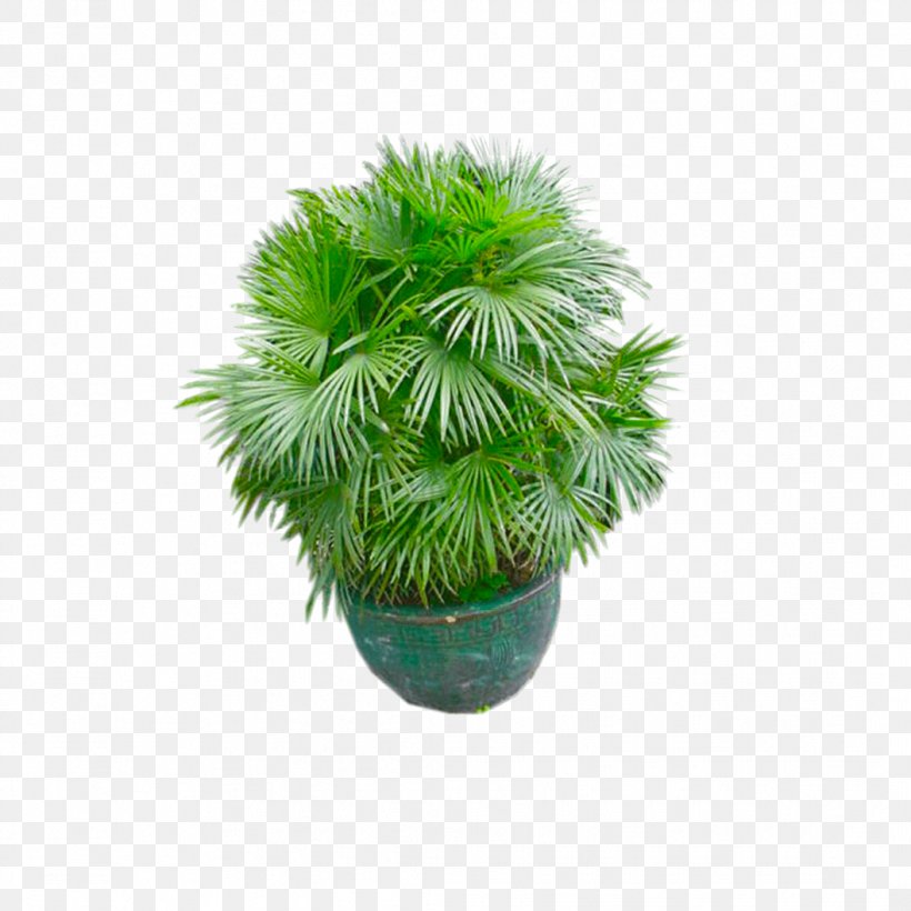 Texture Mapping Palm Trees 3D Computer Graphics Autodesk 3ds Max Houseplant, PNG, 1056x1056px, 3d Computer Graphics, Texture Mapping, Arecales, Autodesk 3ds Max, Computer Software Download Free