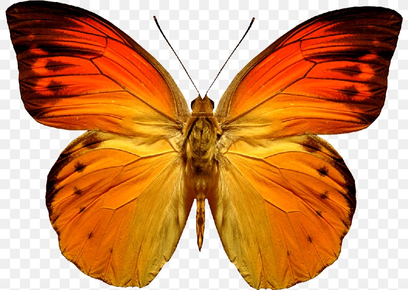 Butterfly Orange, PNG, 800x583px, Butterfly, Aglais Io, Arthropod, Brush Footed Butterfly, Butterflies And Moths Download Free
