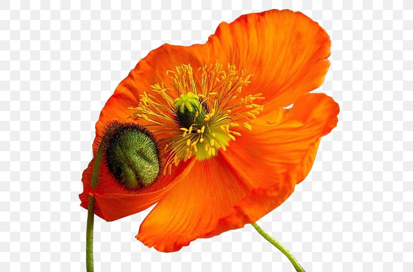 Common Poppy Flower Clip Art, PNG, 551x540px, Common Poppy, Annual Plant, Blog, Cartoon, Common Water Hyacinth Download Free