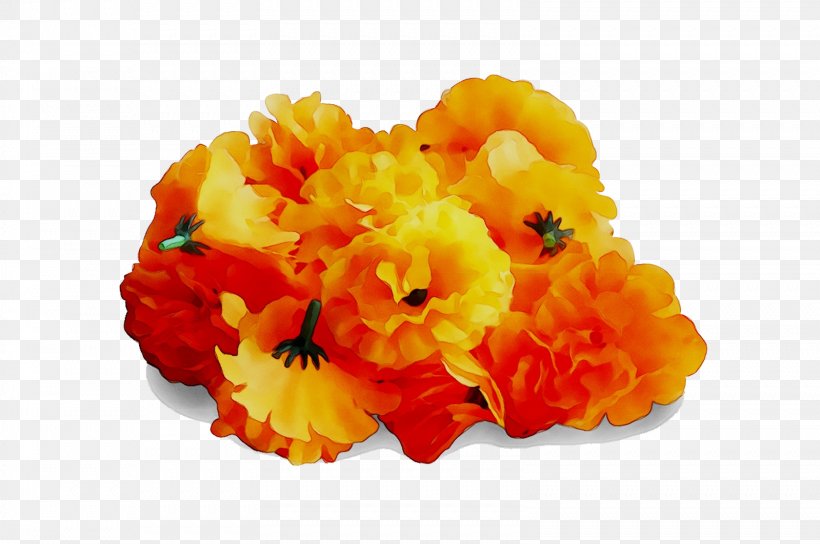 Cut Flowers, PNG, 1599x1062px, Cut Flowers, Begonia, English Marigold, Flower, Lantana Download Free