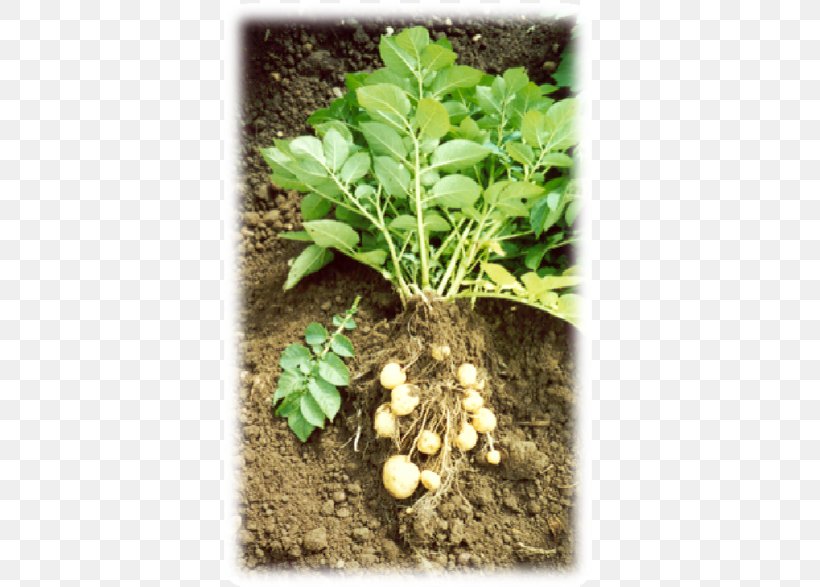 Leaf Vegetable Herb Soil, PNG, 587x587px, Leaf Vegetable, Herb, Plant, Soil, Vegetable Download Free