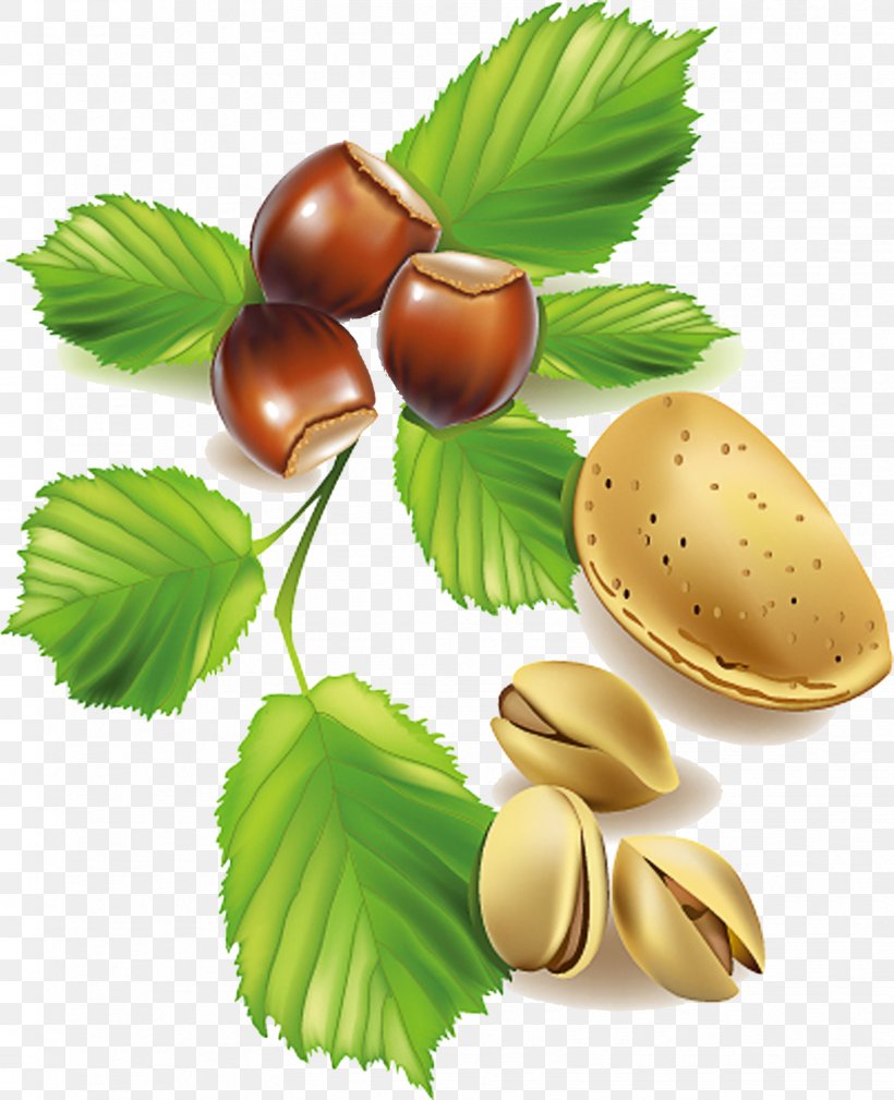Nut Fruit Vegetable Pistachio Clip Art, PNG, 1624x2000px, Nut, Berry, Chestnut, Commodity, Drawing Download Free