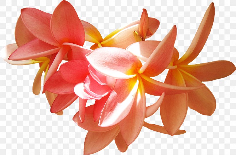 Petal Flower Frangipani Clip Art, PNG, 1200x791px, Petal, Cut Flowers, Flower, Frangipani, Garden Roses Download Free