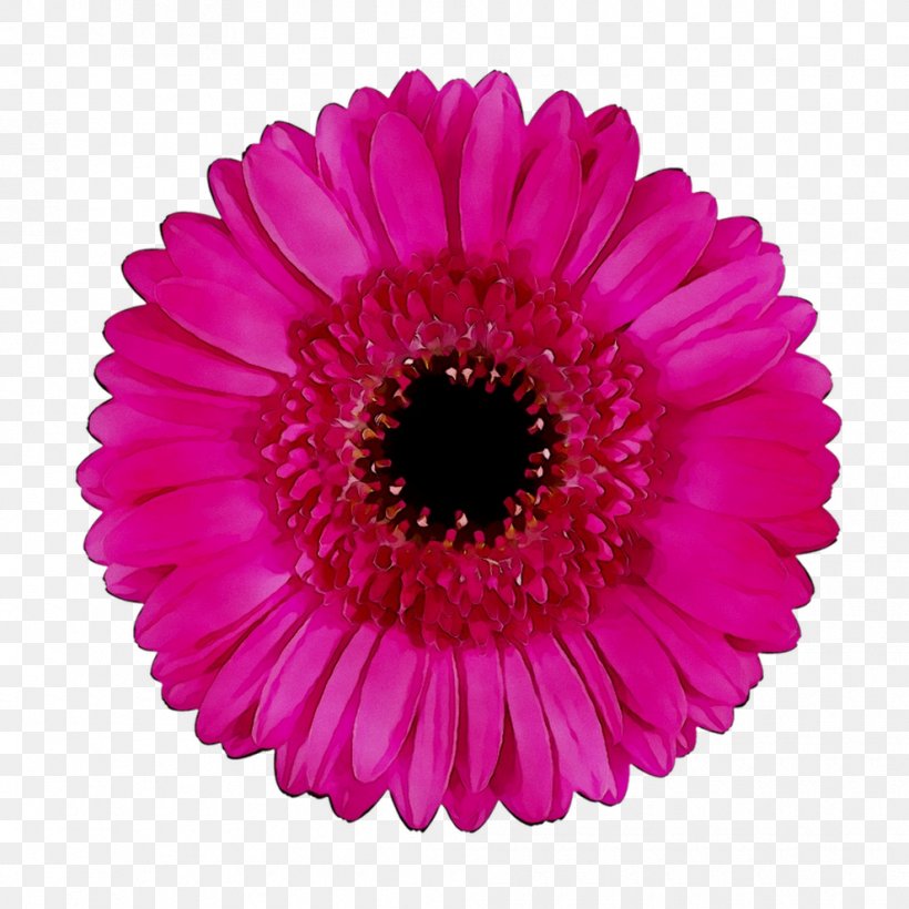 Transvaal Daisy Cut Flowers Floristry Floral Design, PNG, 990x990px, Transvaal Daisy, Amscan Inc, Artificial Flower, Barberton Daisy, Cut Flowers Download Free