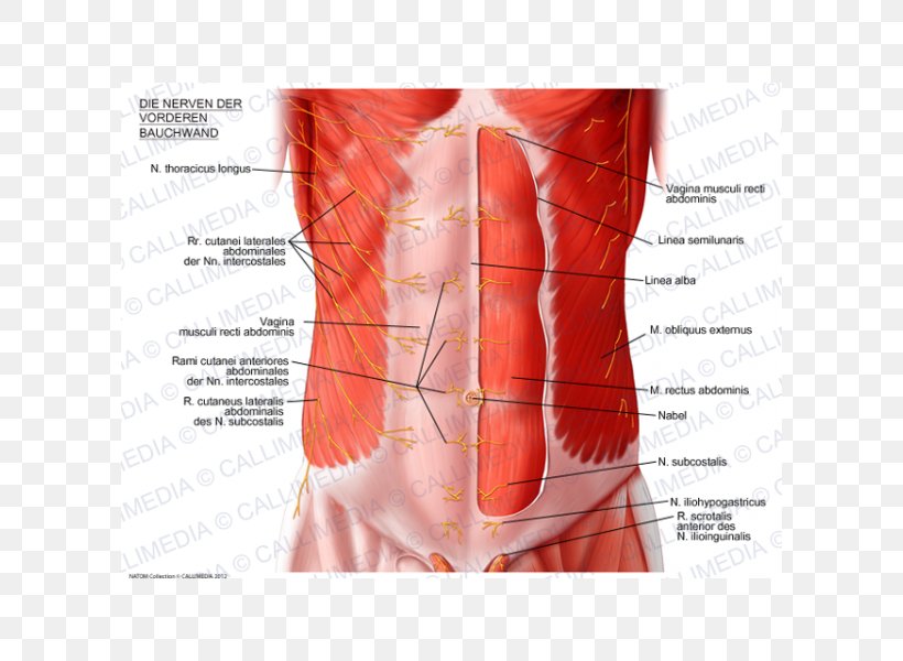 Abdominal Wall Rectus Abdominis Muscle Abdominal External Oblique Muscle Abdomen, PNG, 600x600px, Watercolor, Cartoon, Flower, Frame, Heart Download Free