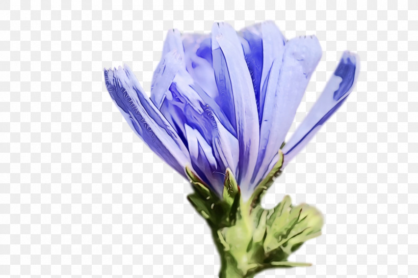 Lavender, PNG, 1920x1280px, Watercolor, Bellflower Family, Chicory, Crocus, Lavender Download Free