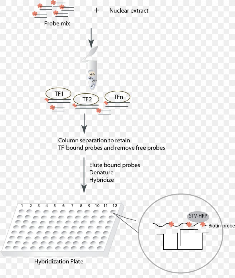 Transcription Factor Promoter NF-κB Unfolded Protein Response, PNG, 951x1127px, Transcription Factor, Area, Array Data Structure, Assay, Biology Download Free