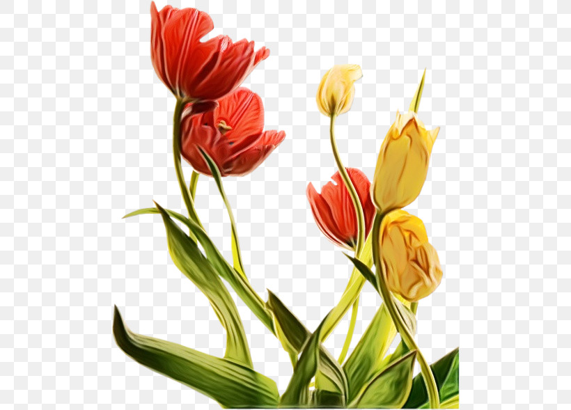 Flower Plant Tulip Petal Cut Flowers, PNG, 500x589px, Watercolor, Bud, Cut Flowers, Flower, Lily Family Download Free