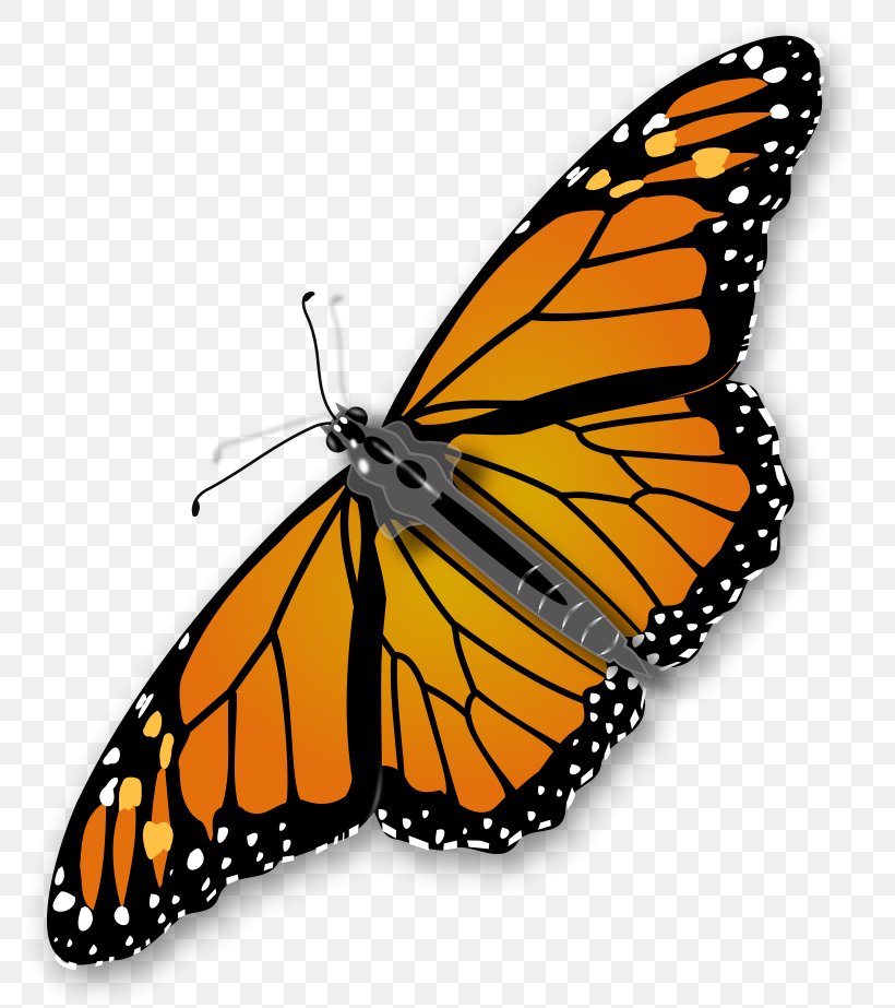 Monarch Butterfly Insect Clip Art, PNG, 800x923px, Butterfly, Animal Migration, Arthropod, Brush Footed Butterfly, Free Content Download Free