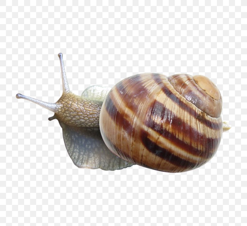 Snail Clip Art, PNG, 750x750px, Snail, Cockle, Conchology, Escargot, Invertebrate Download Free